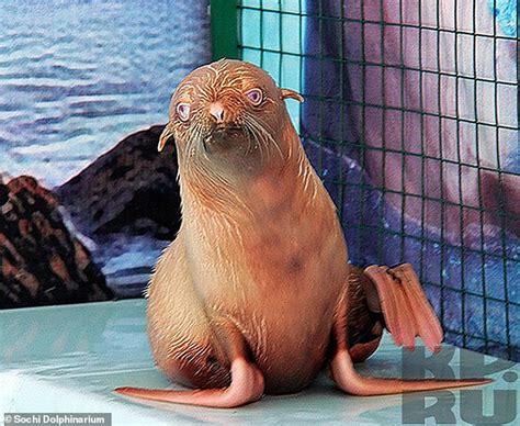 'Ugly Duckling' ginger seal pup may have to be rescued because it is shunned by its colony ...