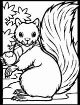 Squirrel Coloring Page  Animals Town Animal color Sheets Squirrel sketch template