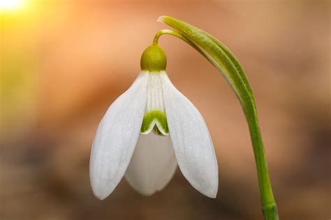 The Folklore and Symbolism of Snowdrops – A to Z Flowers