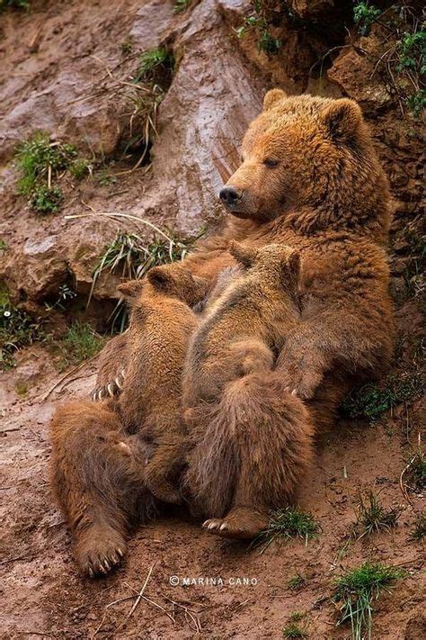 feeding time - brown bear family - so precious - Laid back ...