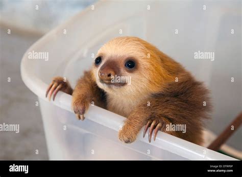 Baby Hoffmann's Two-toed Sloth (Choloepus hoffmanni) in Sloth Sanctuary nursery Stock Photo - Alamy