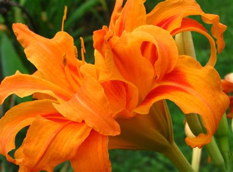 10 Types Of Orange Lilies And How To Care For Them