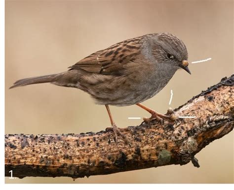 Wild Bird Illnesses - unique rare bird