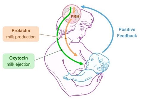 Lactation - homeopathy360