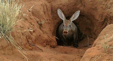 Aardvark | The Animal Facts | Appearance, Habitat, Range, Diet