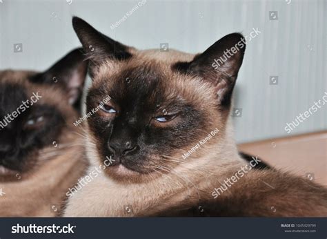 Two Siamese Cats Almost Sleeping Domestic Stock Photo 1045329799 | Shutterstock