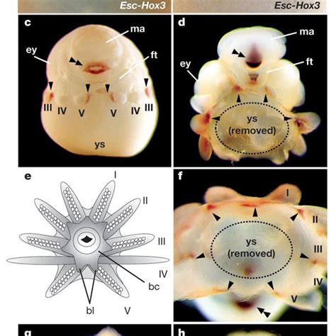 Cephalopod evolution and body plan.a, Proposed scheme30 of cephalopod... | Download Scientific ...