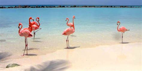 Flamingo Beach, your Private Beach in Aruba | Beaches of Aruba