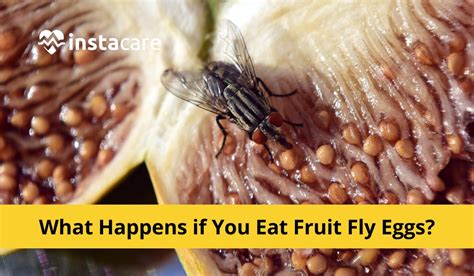 What Happens If You Eat Fruit Fly Eggs: Shocking Truth Revealed - Ecolifely