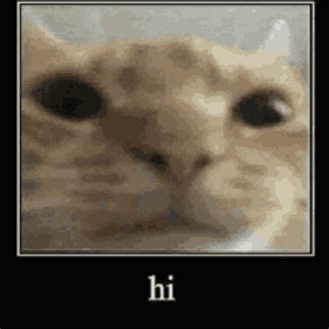 Cute Cat Meow Memes Smile Wink GIF | GIFDB.com