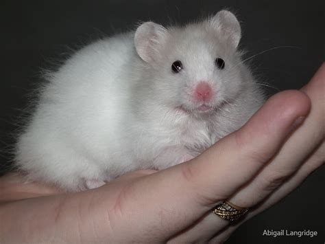 "Close up of a white syrian hamster" by Abigail Langridge | Redbubble