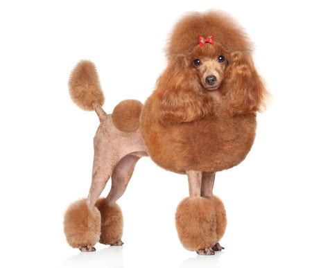 Why Are Poodles Shaved The Way They Are