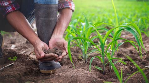 5 práticas de manejo sustentável para adotar em sua fazenda | Terra de cultivo