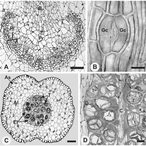 (PDF) Sporophyte structure in the Neotropical hornwort Phaeomegaceros fimbriatus: implications ...