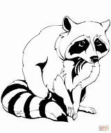 Raccoon coloring page  Free Printable Coloring Pages sketch template