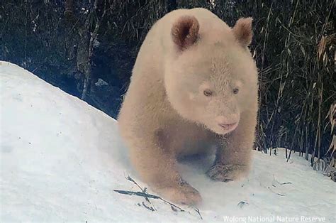 世界で唯一とされる白いアルビノパンダは元気に暮らしていた。最新映像が公開される | ニコニコニュース