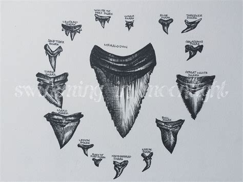 Shark Tooth Drawing at PaintingValley.com | Explore collection of Shark ...