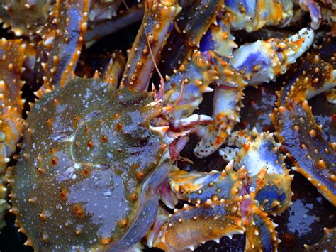 Researchers aim to protect the Bering Sea's rare blue king crab while preserving fisheries