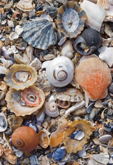 Assorted shells on a sandy beach – Artofit