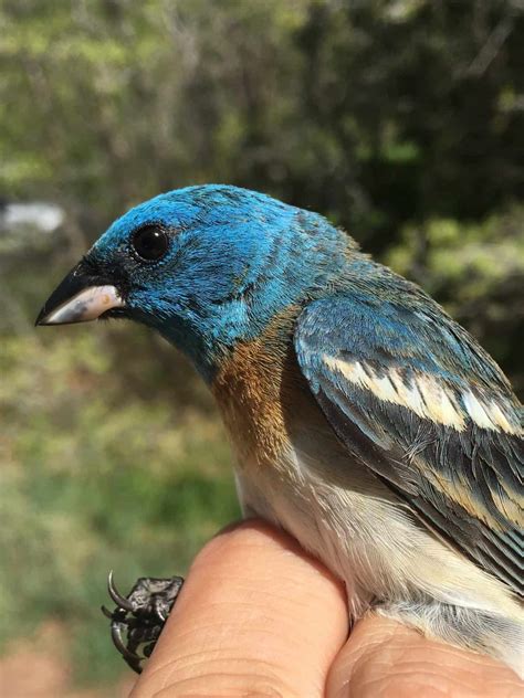 Birds congregate in riparian areas in dry years - The Wildlife Society