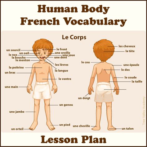 Body Parts In French Lesson Plan For Kids - Tree Valley Academy