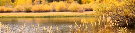 Fall Leaf Changes in Mammoth Lakes | Mammoth Lakes Blog