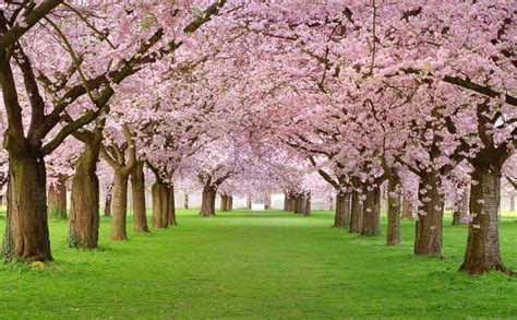 Cherry Blossom , Japan HD wallpaper | Wallpaper Flare