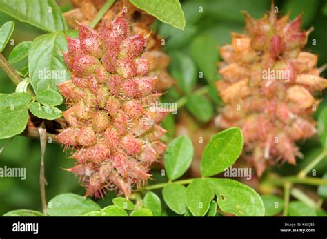 fruits of a licorice bush Stock Photo - Alamy