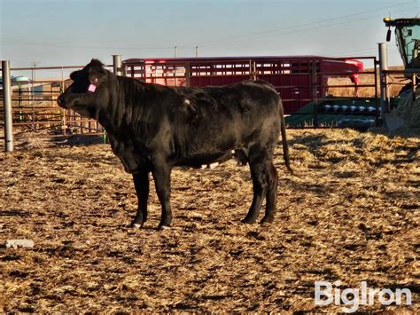 1) 3 YO OPEN REGISTERED BEEFMASTER COW BigIron Auctions