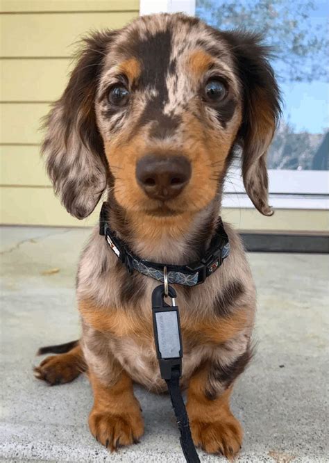 Dapple Dachshunds – Temperament, Health, Costs and Pictures | Dapple dachshund puppy, Baby dogs ...