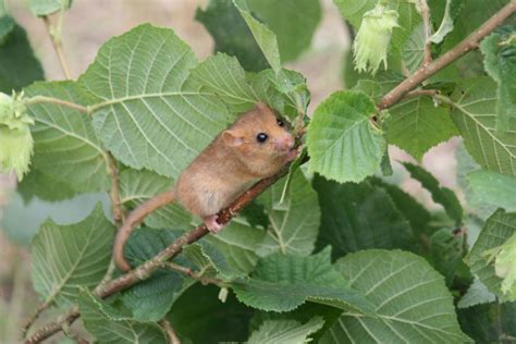 Hazel dormice facts - People's Trust for Endangered Species