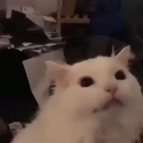 Cursed Cat Meme Gif - kropkowe-kocie