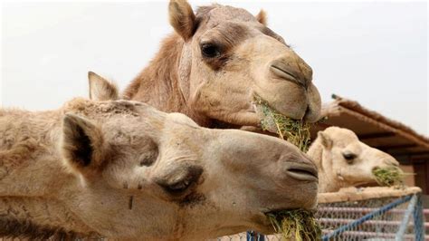 The Camel Farm Dubai — reviews with photos, description, advantages and ...