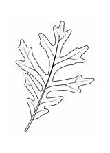 Oak coloring pages  Free Coloring Pages sketch template