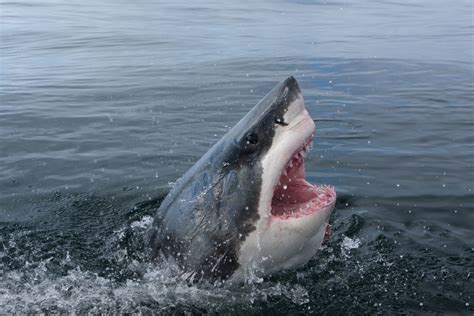 The Truth About Great White Shark Attacks in Oregon | Portland Monthly