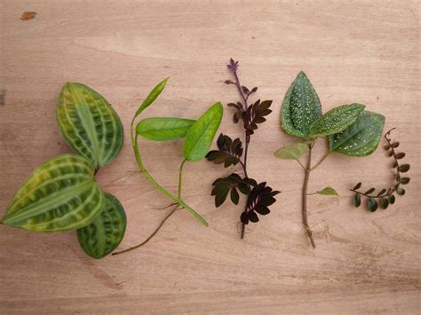 Vivarium Plant Package (5 Speices) | Frog and Frond