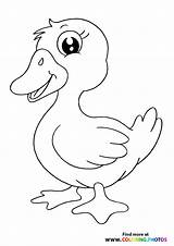 Cute Duck Coloring Pages Sketch Page sketch template