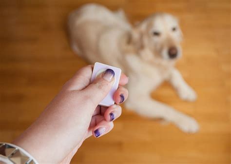 Easy Tricks to Teach Dogs - Fun Dog Tricks