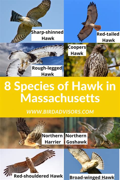 8 Species Of Hawk In Massachusetts