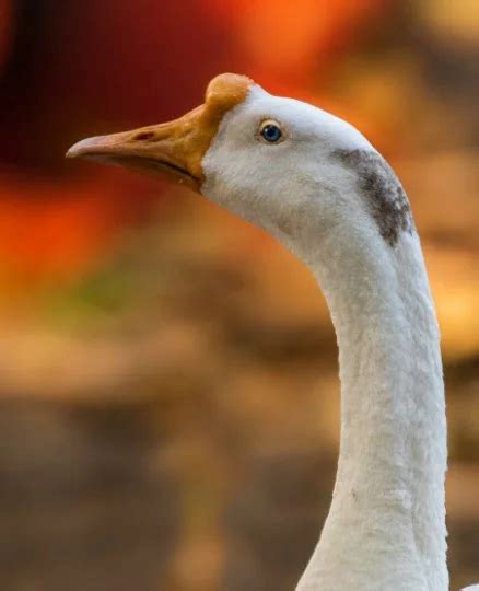 Chinese Geese: Description, Pictures, and Fun Facts