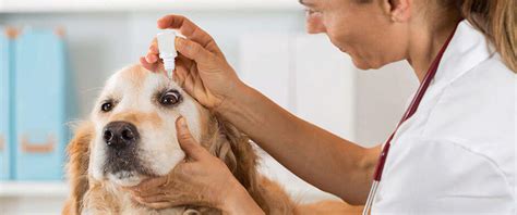 Eye Care for Dogs | Four Paws