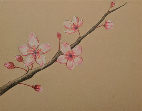 Sketch Pencil Sketch Cherry Blossom Tree Drawing - kundelkaijejwlascicielka