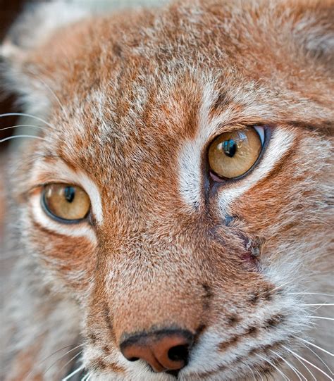 lynx eyes | jdl1963 | Flickr