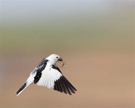 Snow Bunting | Audubon Field Guide