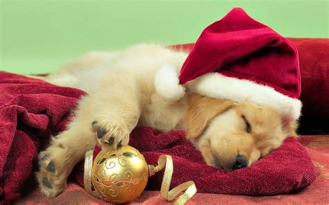 🔥 Free download Christmas Puppies Wallpapers on WallpaperPlay ...