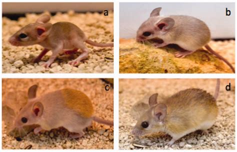 The African spiny mouse (Acomys spp.) as an emerging model for development and regeneration ...