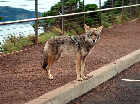 What to Do if You See Coyotes While Walking Your Dog · The Wildest