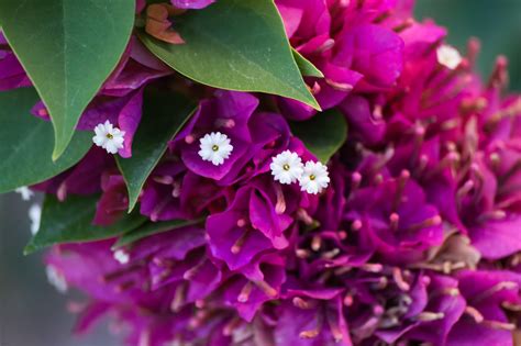 bougainvillea flowers and bracts | Flowers, Bougainvillea, Plants