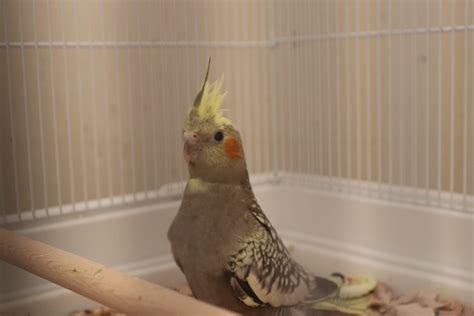 Baby Blue Cockatiel