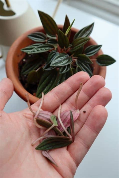 Peperomia Rosso: How to Grow the Green & Crimson Rosette - Terrarium Tribe